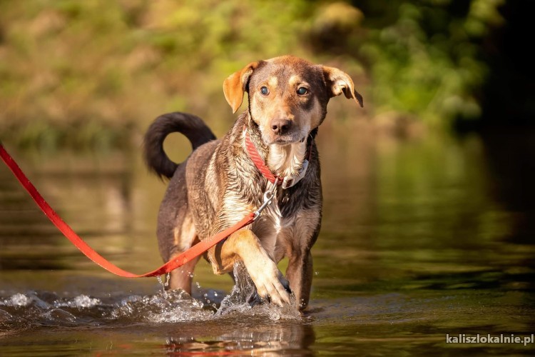 gapcio-niekonfliktowy-grzeczny-psiaczek-szuka-domu-48589-kalisz.jpg