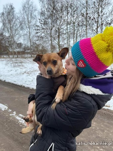 przyjazny-malutki-reksio-niekonfliktowy-kompan-do-pokochania-48618-kalisz-foto.jpg