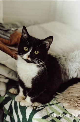 3-miesieczne-kociaki-amber-i-aleks-do-pokochania-48637-sprzedam.jpg