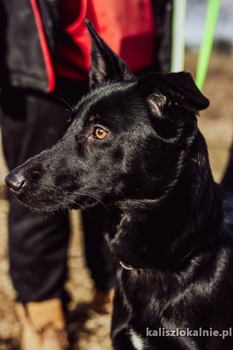 megan-przyjazna-wesola-suczka-szuka-swojego-domu-48658-kalisz.jpg