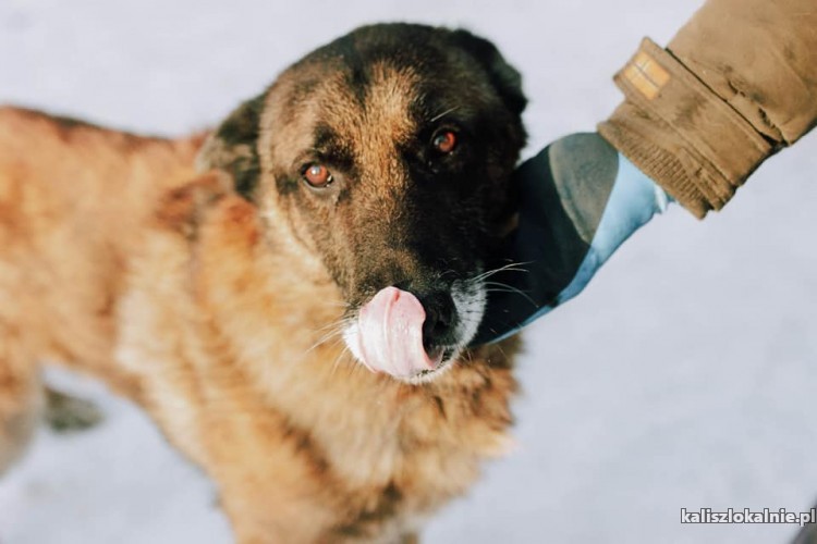 boski-ariel-niekonfliktowy-psi-aniol-do-pokochania-48667-kalisz.jpg