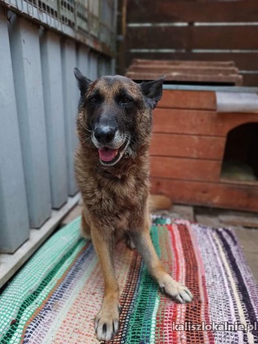 boski-ariel-niekonfliktowy-psi-aniol-do-pokochania-48667-sprzedam.jpg