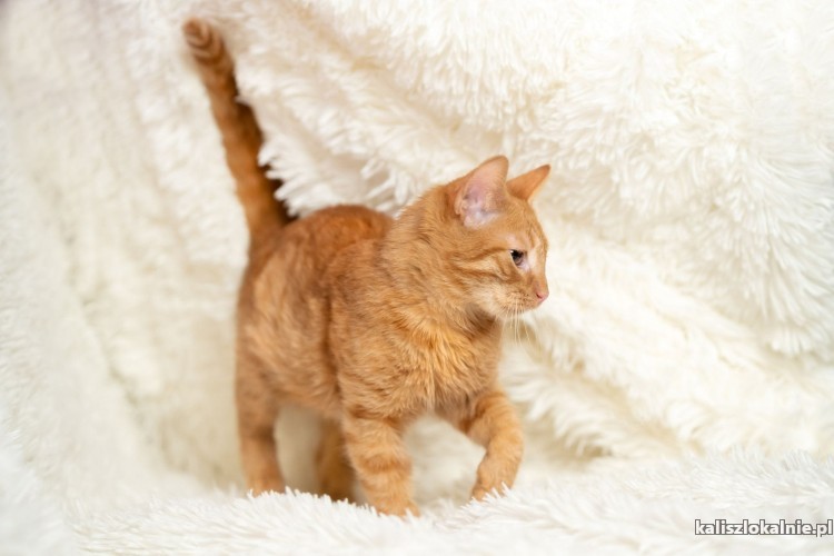 6-miesieczna-ruda-pieknosc-elmo-szuka-domu-48742-kalisz.jpg