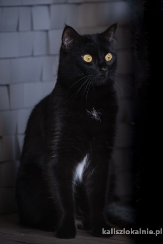 dusia-czarna-pieknosc-cudna-kotka-do-pokochania-48800-kalisz.jpg