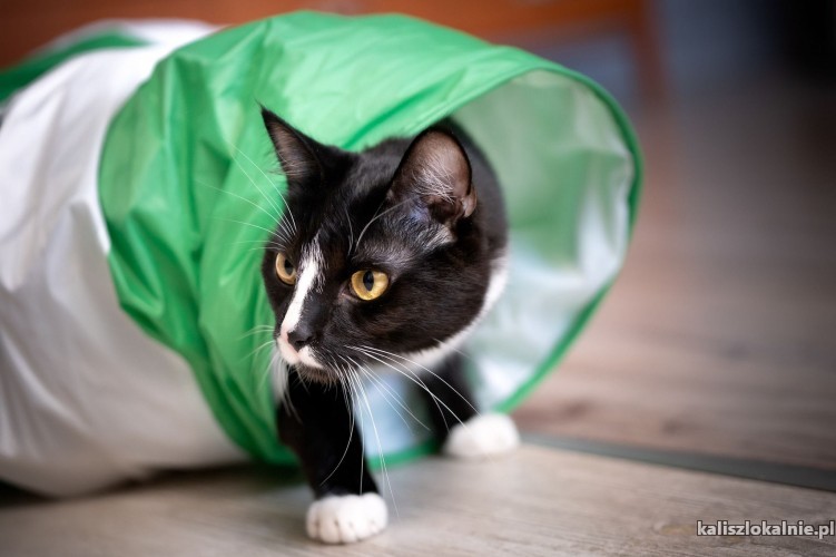 Disel - młody, nieśmiały koteczek szuka domu!