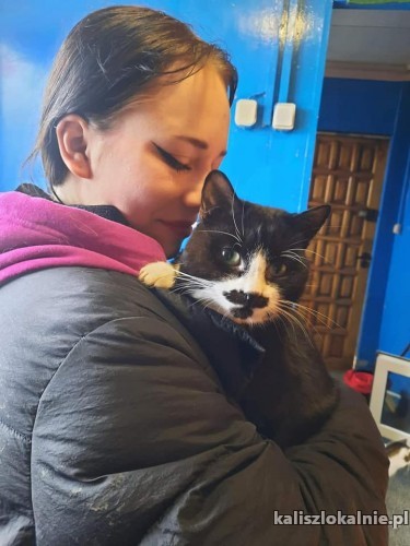 jacus-mruczasty-niezwykle-przyjazny-kotek-szuka-domu-48863-kalisz.jpg