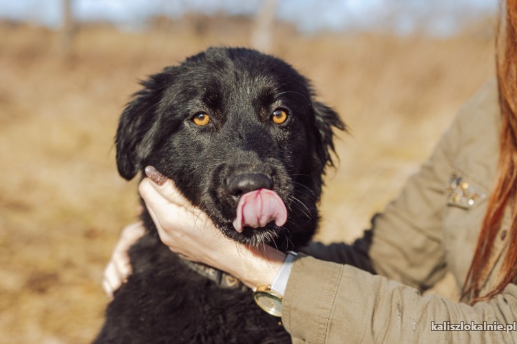 szira-cudowna-przyjazna-i-wierna-suczka-48864-kalisz.jpg