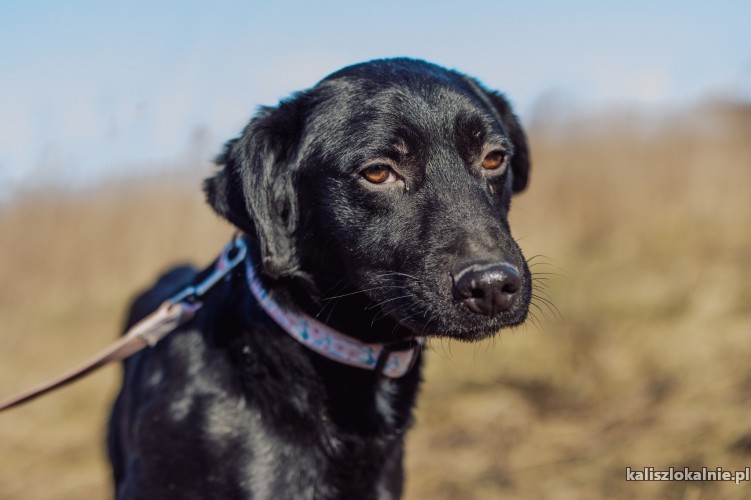 george-mlody-i-niekonfliktowy-psia-przylepa-szuka-domu-48878-kalisz.jpg