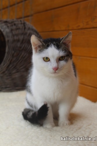 delikatna-spokojna-penia-wspaniala-koteczka-48879-kalisz.jpg