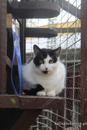 8-miesieczny-delikatny-kocurek-do-pokochania-48880-sprzedam.jpg