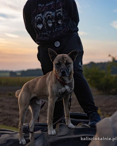 cudowny-banzaj-zakochany-w-czlowieku-domowy-pies-48883-kalisz.jpg