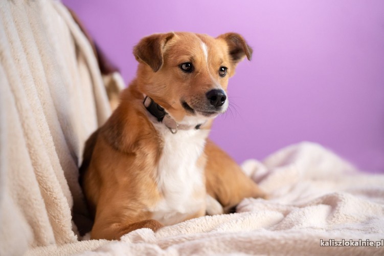 chudy-niewielki-mlody-psiaczek-szuka-domku-48902-kalisz.jpg