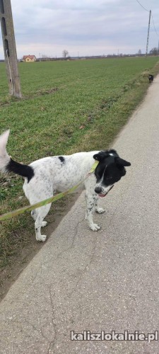 pepper-nakrapiany-wesolek-aktywny-psiak-szuka-kochajacej-opiekunki-48915-kalisz-na-sprzedaz.jpg