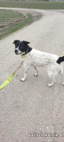 pepper-nakrapiany-wesolek-aktywny-psiak-szuka-kochajacej-opiekunki-48915-sprzedam.jpg
