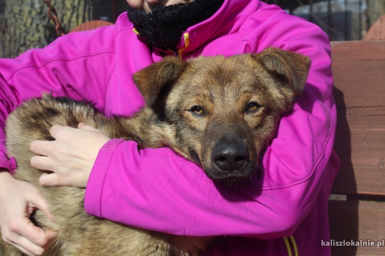 kibic-mlodziutki-przyjazny-psiaczek-szuka-domu-48925-kalisz.jpg