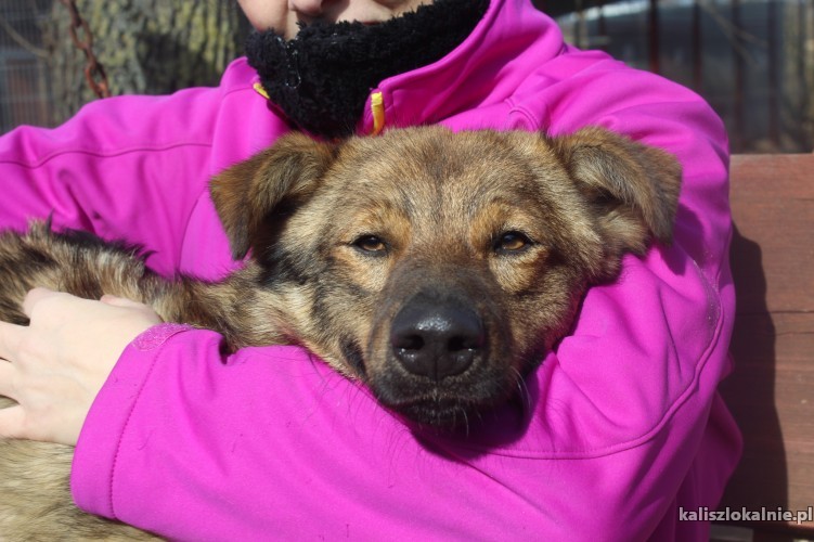 kibic-mlodziutki-przyjazny-psiaczek-szuka-domu-48925-psy.jpg