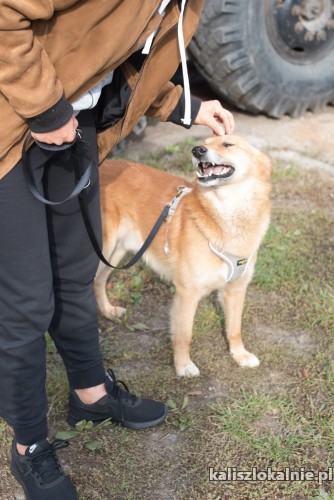lisek-wspanialy-przyjazny-psiak-szuka-kochajacego-domu-48953-kalisz-foto.jpg