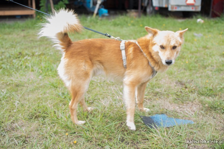 lisek-wspanialy-przyjazny-psiak-szuka-kochajacego-domu-48953-sprzedam.jpg