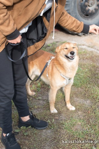 lisek-wspanialy-przyjazny-psiak-szuka-kochajacego-domu-48953-zdjecia.jpg
