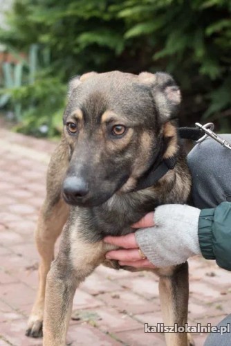 mlodziutki-teo-przyjazny-i-wesoly-psiak-do-pokochania-48954-kalisz.jpg