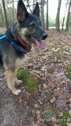 ada-piekna-wpatrzona-w-czlowieka-suka-owczarka-48965-kalisz.jpg