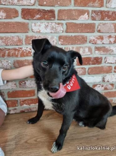 wesoly-przyjazny-baczek-szuka-swojej-rodziny-48984-kalisz.jpg