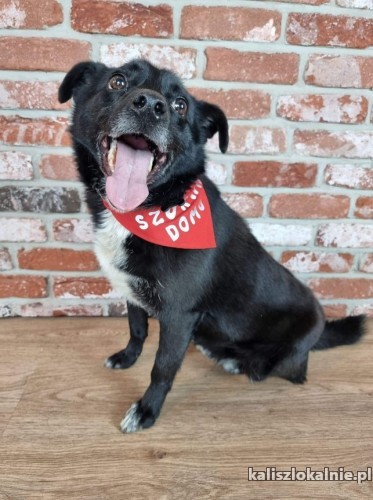 wesoly-przyjazny-baczek-szuka-swojej-rodziny-48984-psy.jpg