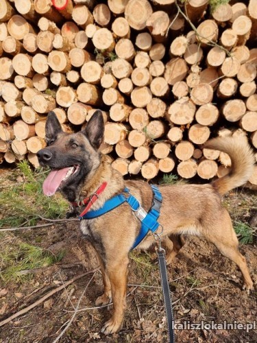 cobra-cudowna-zapatrzona-w-czlowieka-suka-malinois-adopcja-48985-psy.jpg