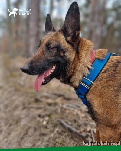 cobra-cudowna-zapatrzona-w-czlowieka-suka-malinois-adopcja-48985-sprzedam.jpg