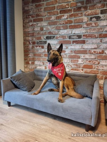 cobra-cudowna-zapatrzona-w-czlowieka-suka-malinois-adopcja-48985-zdjecia.jpg