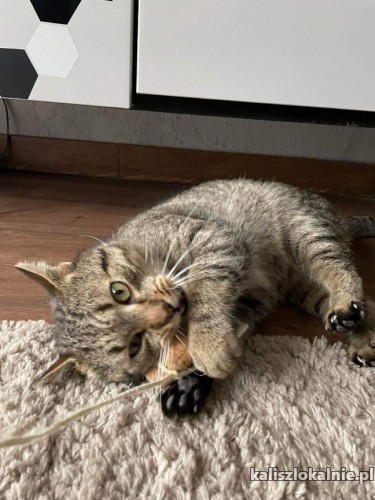 przyjazny-towarzyski-bazyl-koci-towarzysz-do-pokochania-48988-kalisz.jpg