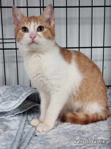 franek-i-tomek-6-miesieczne-kocurki-adopcja-49005-kalisz.jpg