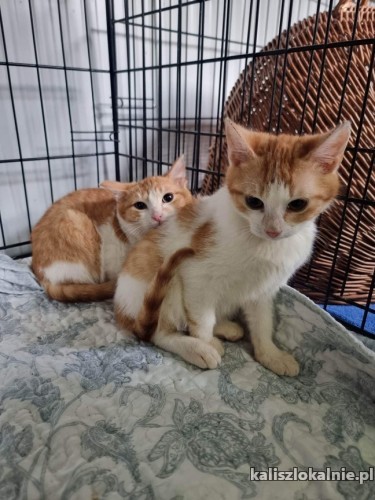 franek-i-tomek-6-miesieczne-kocurki-adopcja-49005-koty.jpg