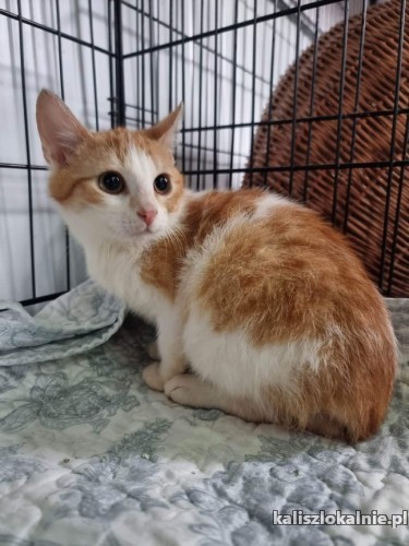 franek-i-tomek-6-miesieczne-kocurki-adopcja-49005-sprzedam.jpg