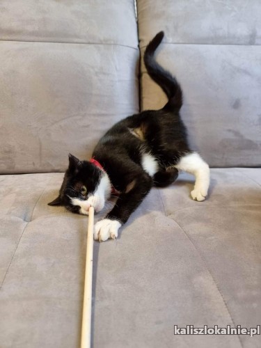 2-letnia-bella-grzeczna-domowa-koteczka-szuka-domu-49007-kalisz.jpg