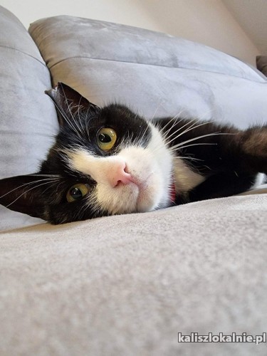 2-letnia-bella-grzeczna-domowa-koteczka-szuka-domu-49007-sprzedam.jpg