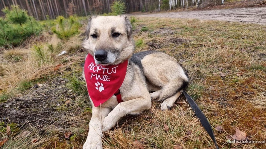 przyjazna-niekonfliktowa-luba-wspaniala-suczka-szuka-domu-49008-kalisz.jpg