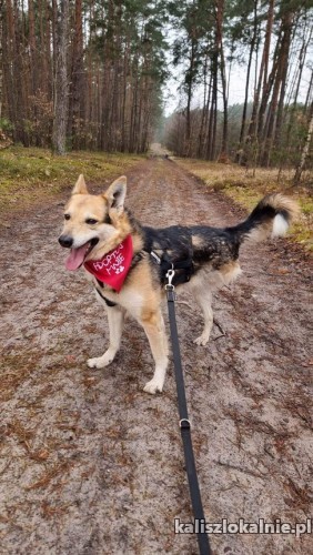 kotolubny-lagodny-marko-mlody-psiak-szuka-domu-49065-kalisz.jpg