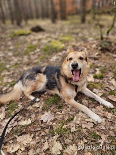 kotolubny-lagodny-marko-mlody-psiak-szuka-domu-49065-psy.jpg