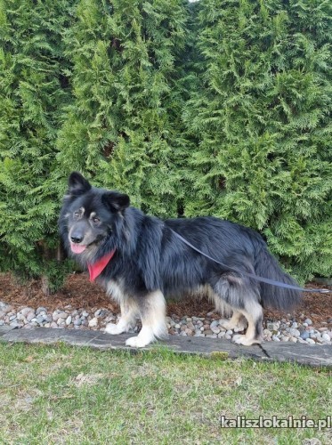 puchatek-dlugowlosy-owczarek-szuka-domu-49073-kalisz.jpg