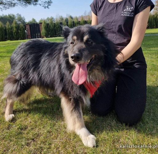 puchatek-dlugowlosy-owczarek-szuka-domu-49073-sprzedam.jpg