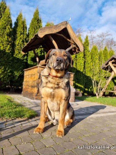 radzio-pies-z-milionem-zalet-szuka-swojej-rodzinki-49074-kalisz-foto.jpg