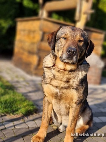 radzio-pies-z-milionem-zalet-szuka-swojej-rodzinki-49074-zdjecia.jpg