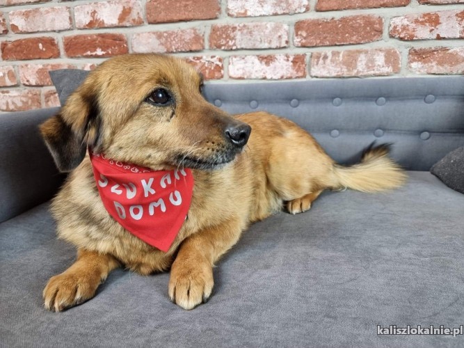 niewielki-rudek-wesola-domowa-psinka-49075-kalisz-foto.jpg