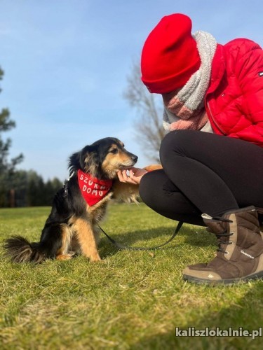 skoczek-fantastyczny-niewielki-rodziny-psiaczek-49112-kalisz.jpg