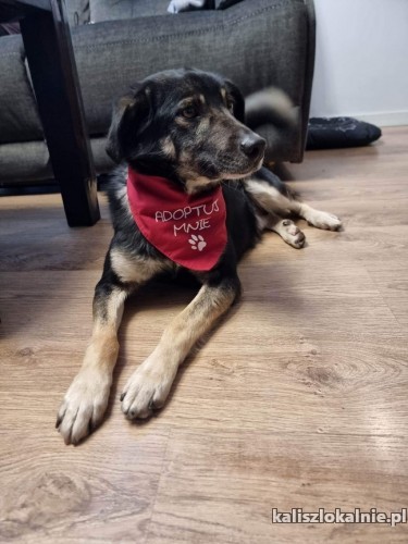 sony-fajny-niekonfliktowy-psijaciel-do-pokochania-od-zaraz-49114-kalisz.jpg