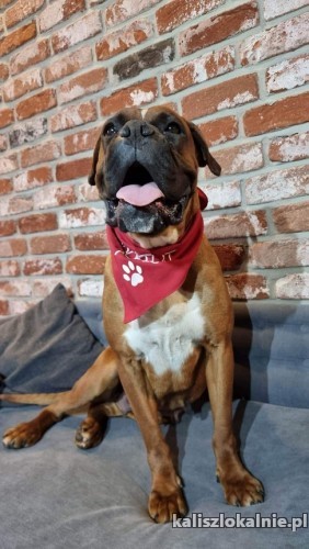 wiesia-przyjazna-sunia-bokser-mix-do-pokochania-49118-kalisz-foto.jpg