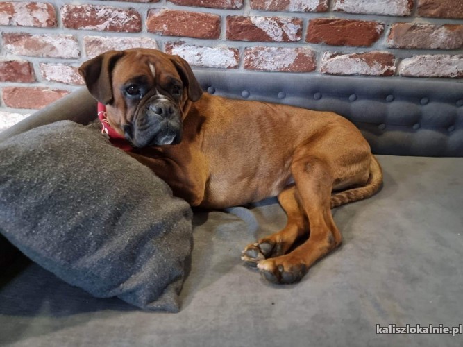 wiesia-przyjazna-sunia-bokser-mix-do-pokochania-49118-kalisz.jpg