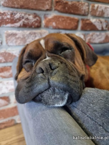 wiesia-przyjazna-sunia-bokser-mix-do-pokochania-49118-psy.jpg