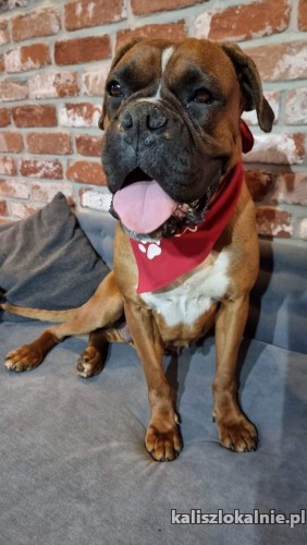 wiesia-przyjazna-sunia-bokser-mix-do-pokochania-49118-zdjecia.jpg